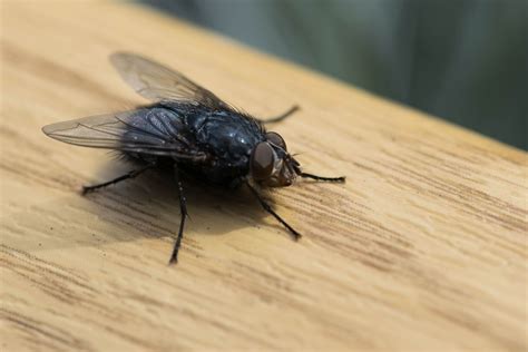 11 Flesh Fly Facts