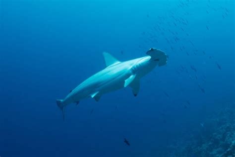 Scalloped Hammerhead Sharks: Oddly Unique and Endangered