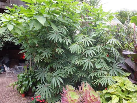 Begonia Luxurians Indoors