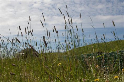 Alerte Rouge Aux Pollens De Gramin Es Dans Les Vosges Epinal Infos