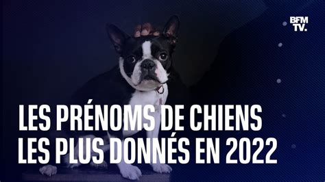 Quels sont les prénoms de chiens les plus donnés en 2022 TrendRadars