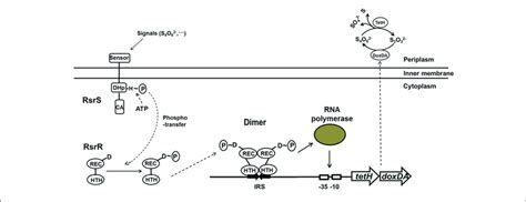 The Signal Transduction And Transcriptional Regulation Model Of