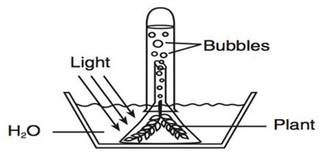 Experiment of Photosynthesis - Assignment Point