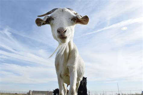 Angry goat attacks elderly Australian man in backyard - UPI.com