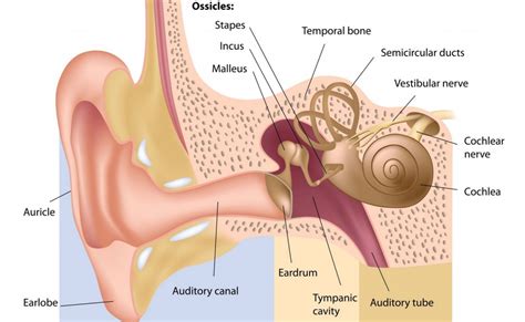 Eardrum Rupture - Otolaryngology Specialists of North Texas