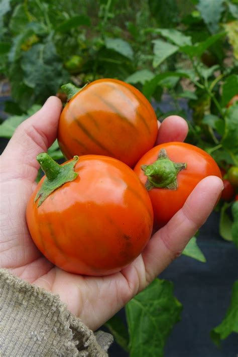 Turkish Orange Eggplant Seeds Le Potager Ornemental De Catherine