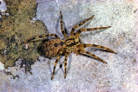 Schock Im Herbst Riesen Spinnen Suchen Warme Wohnungen Auf