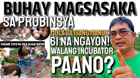 PAANO MAPARAMI ANG MGA MANOK KAHIT WALANG INCUBATOR BUHAY MAGSASAKA