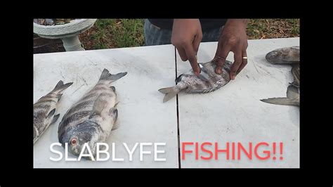 Three Ways To Clean Saltwater Fish Sheephead Fypyoutube Explorepage