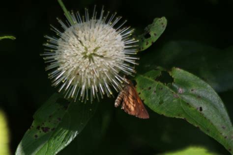 Broad Winged Skipper From Lambton County ON Canada On July 8 2024 At