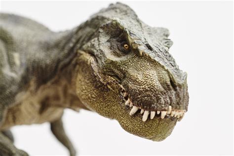 T Rex May Have Had Lips Live Science