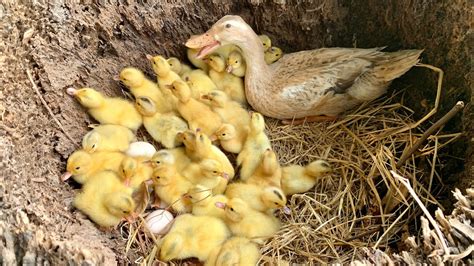 Amazing Pekin Duckling Hatching From Eggs Cute Cute Baby Duck Born