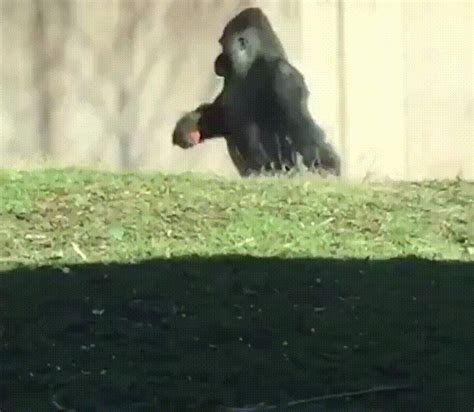 Gorilla walks on two legs when carrying snacks : r/interestingasfuck