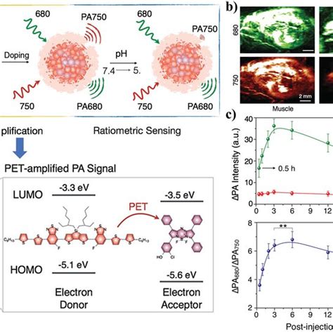 A Schematics Of Dopinginduced PA Amplification And PHsensing