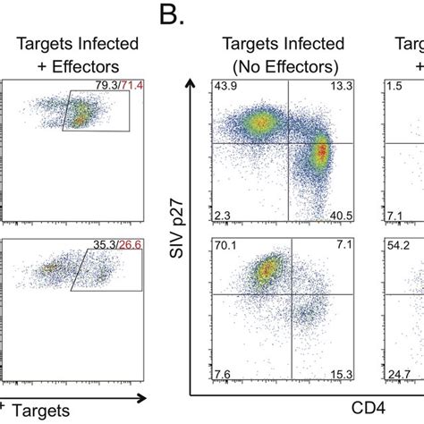 SIV Specific CD8 T Cell Cytotoxicity Measured By Granzyme B Delivery