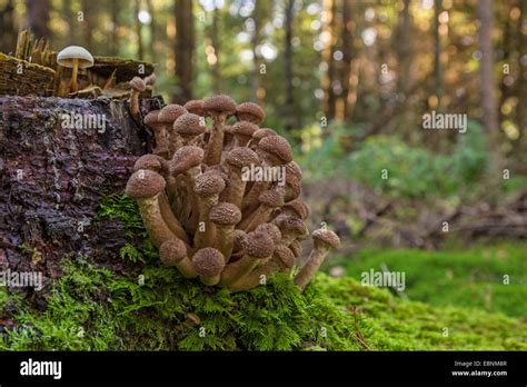 Armillaria Ostoyae Malheur National Forest