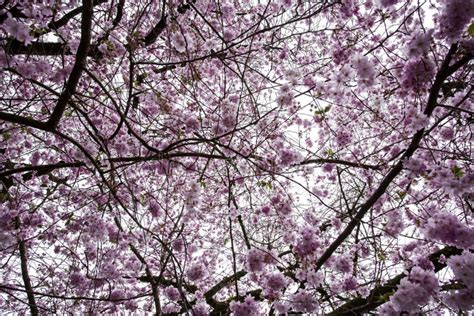 Roze Bloesem In De Bomen Stock Foto Image Of Bloei Knoppen 69616192