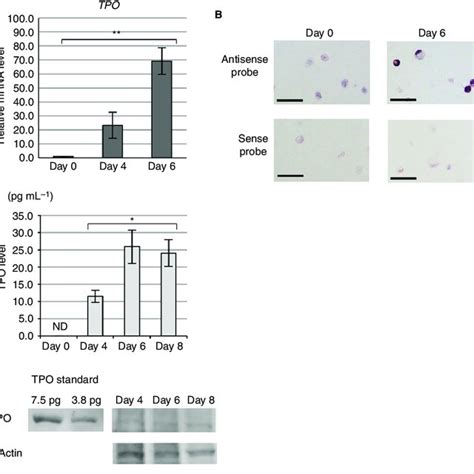 Thrombopoietin Tpo Production And Megakaryocyte Mk Differentiation