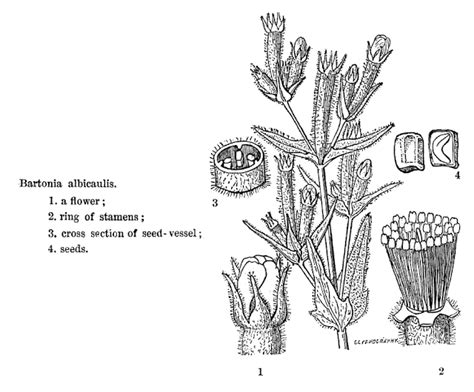 Plant Families Of Puerto Rico And Florida Papo Vives Loaseaceae Loasales