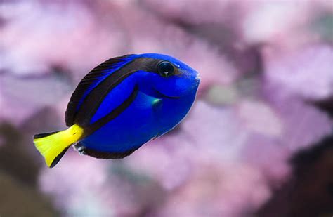 Top 60 Blue Tang Fish Stock Photos, Pictures, and Images - iStock