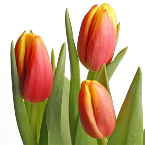 Orange Tulips