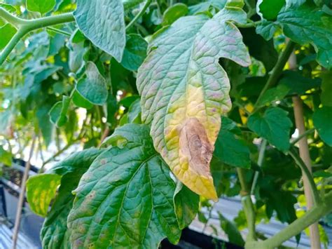 Pieds De Tomates Pourquoi Et Comment Les Entretenir La Mi Septembre