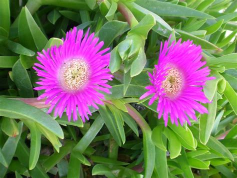 Suculentas Con Flores Conoce Aqu Las Mas Bonitas