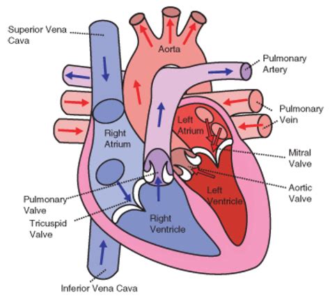 Heart Diagram Oxygen Flow Circulation Of Blood Through The H