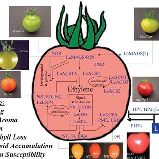 Major Developmental Changes During Tomato Fruit Development And