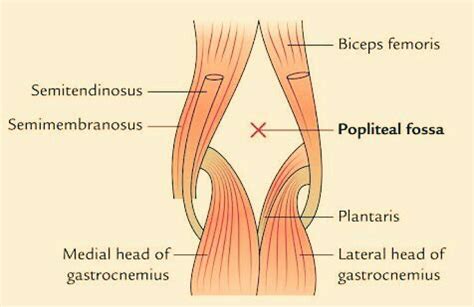 Popliteal Fossa PT Master Guide