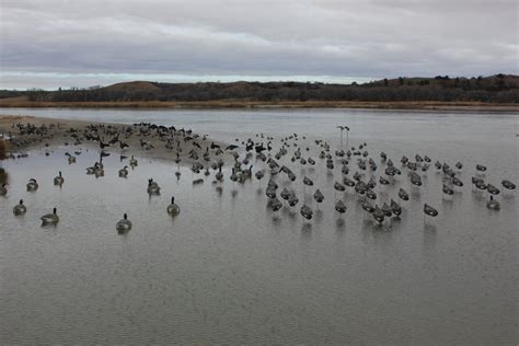 Decoy Spread Photos: Canada Goose Windsocks – White Rock Decoys