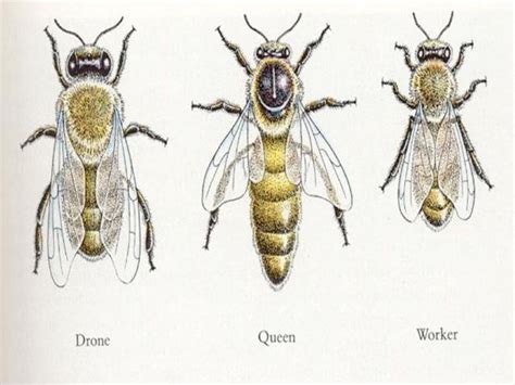 Colony organization in honey bee | Honey bee tattoo, Honey bee facts ...