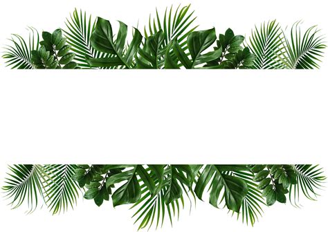 Tropical Border Png