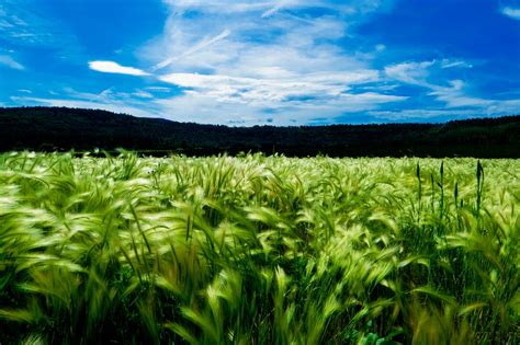 รูปภาพ ภูมิประเทศ ท้องฟ้า สนามหญ้า ทุ่งหญ้า แสงแดด ดอกไม้ ฤดูร้อน อาหาร สีเขียว