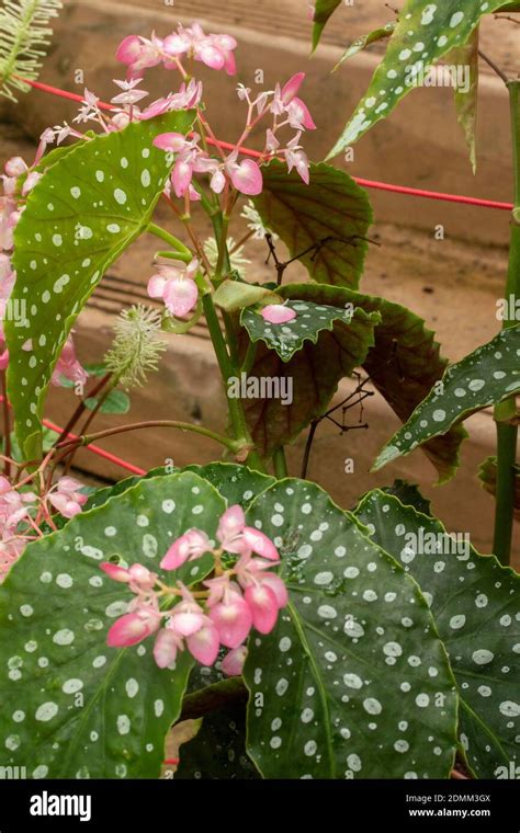 Polka dot Begonia maculata in Blüte natürliches Pflanzenportrait