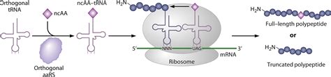 Update Of The Pyrrolysyl Trna Synthetasetrnapyl Pair And Derivatives