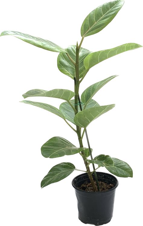 council tree ficus altissima canopi plants