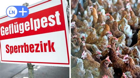 Gefl Gelpest In Hamfelde Welche Orte Nun Im Herzogtum Betroffen Sind