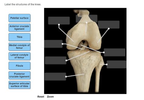 Label The Structures Of The Knee Chegg Solved Match The Knee Joint