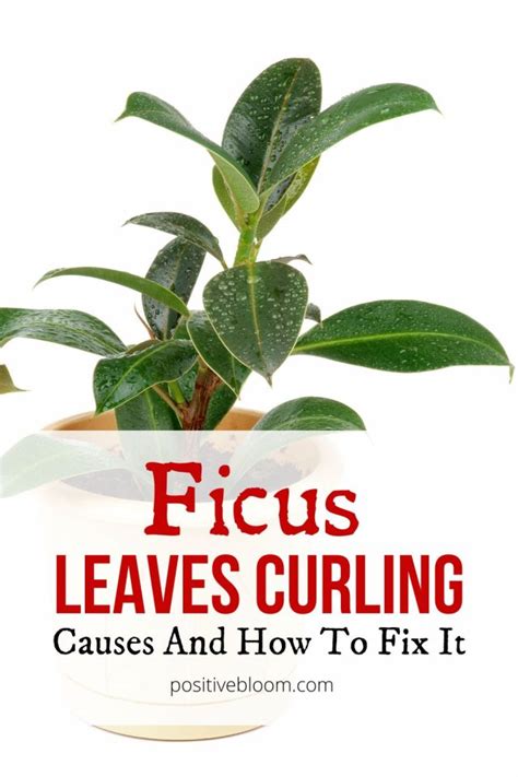 The Causes Of Ficus Leaves Curling And How To Fix Them