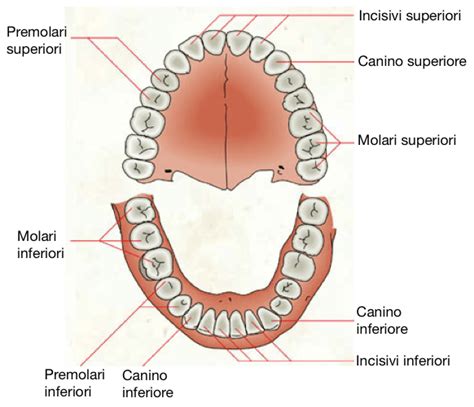 I Denti E Le Loro Funzioni