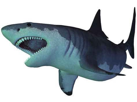 Facts About Megalodon The Giant Prehistoric Shark