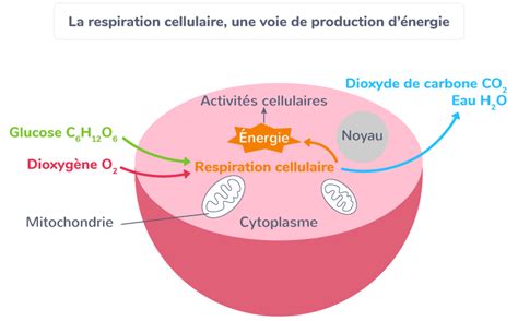 Tp Seconde Svt Métabolisme Cellulaire Corrigé