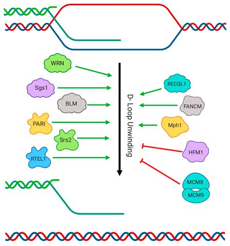 Genes Free Full Text The Regulation Of Homologous Recombination By