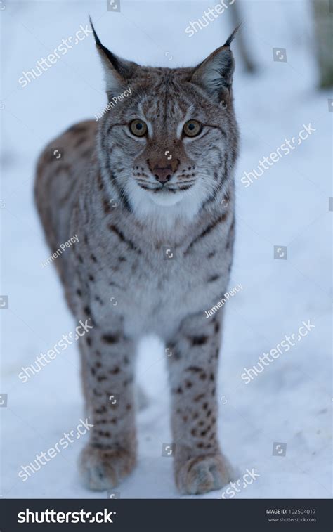 Lynx In Snow, Norway Stock Photo 102504017 : Shutterstock