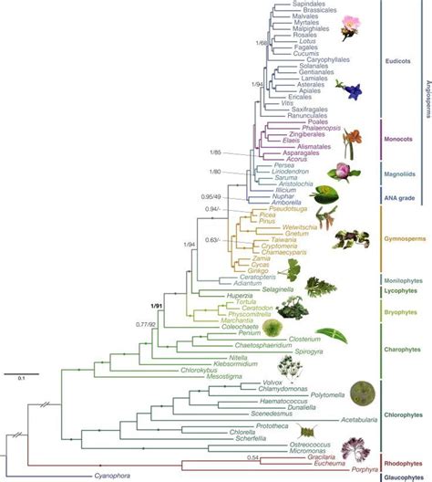 Plant phylogenetic tree – Artofit