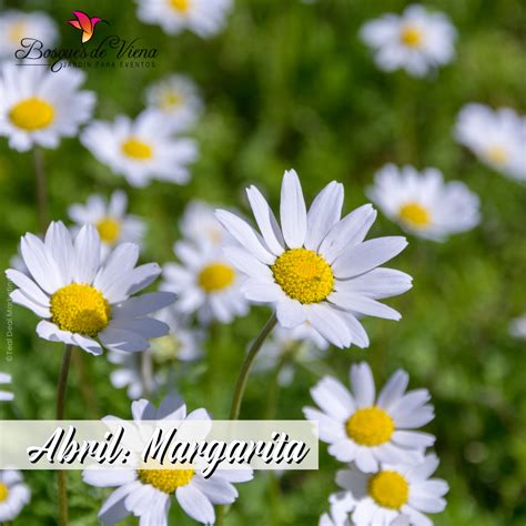 Sabes cuál es tu Flor De Nacimiento Sabías que la flor de Abril es