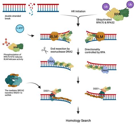 Ijms Free Full Text Replication Protein A The Main Eukaryotic Single Stranded Dna Binding