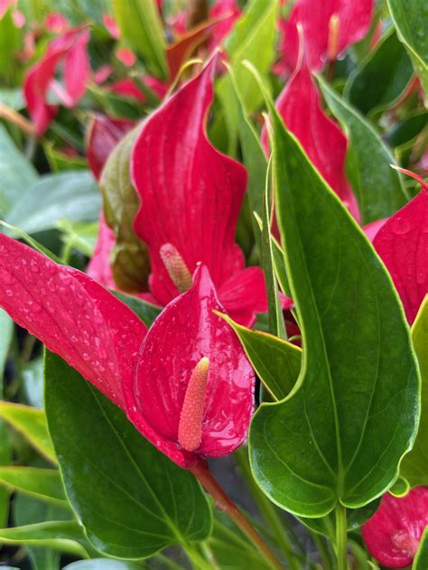 Anthurium Million Flowers Bordeaux — Vintage Green Farms With Tom