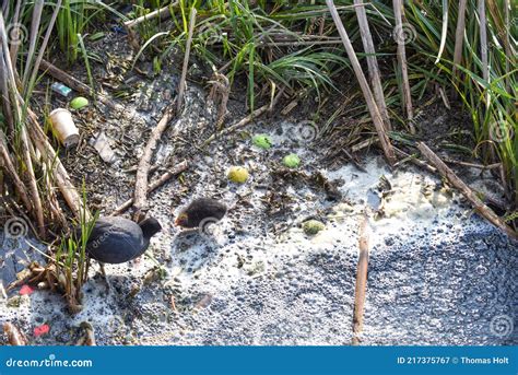 Polluted River Water with Animals Stock Image - Image of green, pollution: 217375767